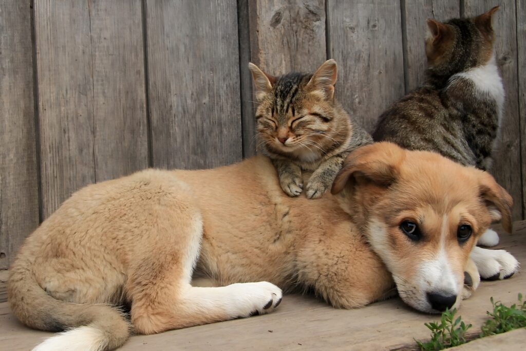 animal shelters Dubai