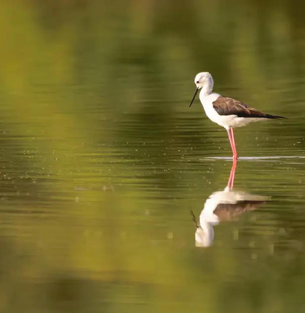 nature spots in dubai