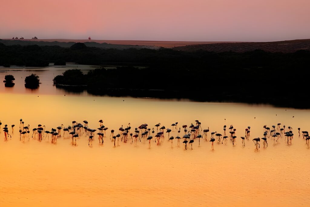 Day Trips from Dubai to Ajman Mangroves Coastline