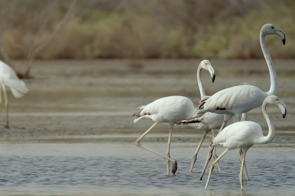 natural places in dubai to ras al khor
