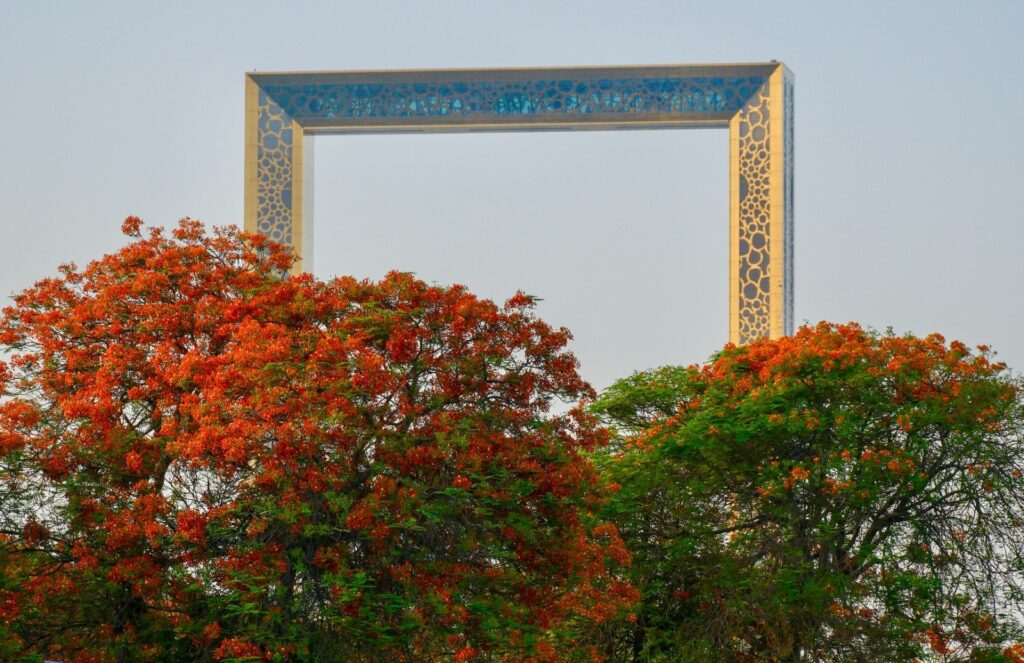 dubai flame trees, flame trees in dubai