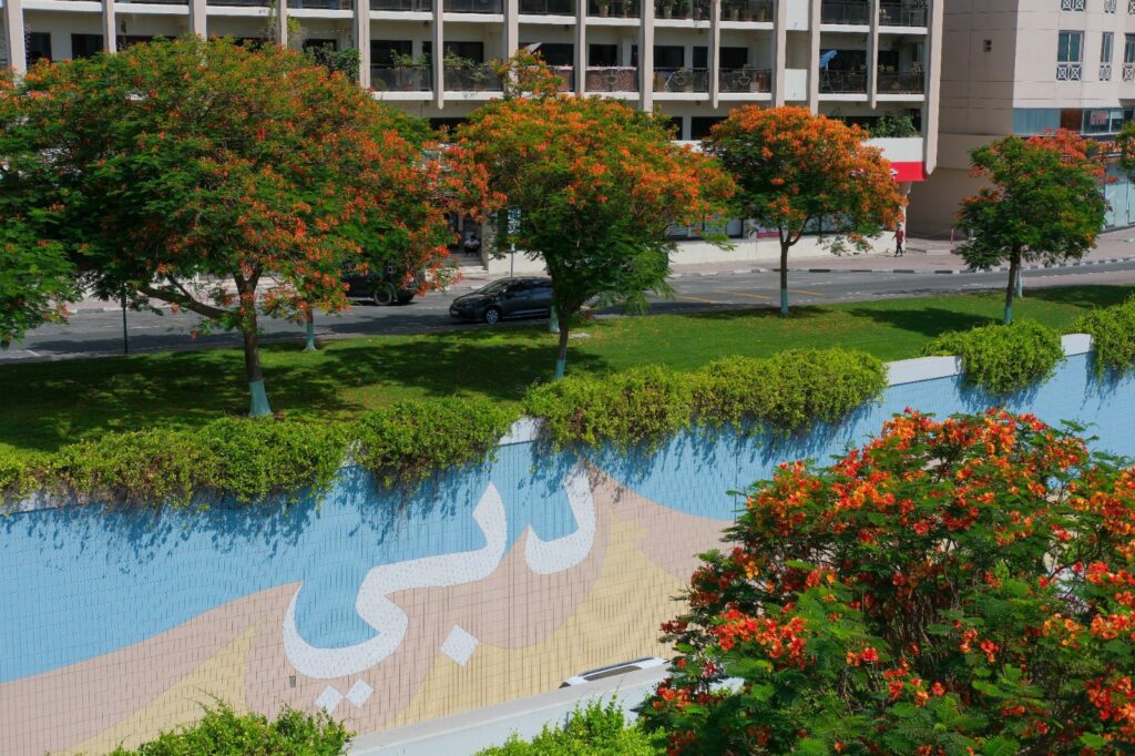 flame trees, flame tree, flame trees in dubai, planting flame trees in dubai