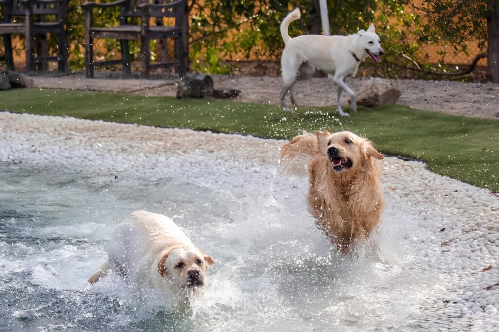 Dogs playing at BarkPark Dubai off-leash dog park
