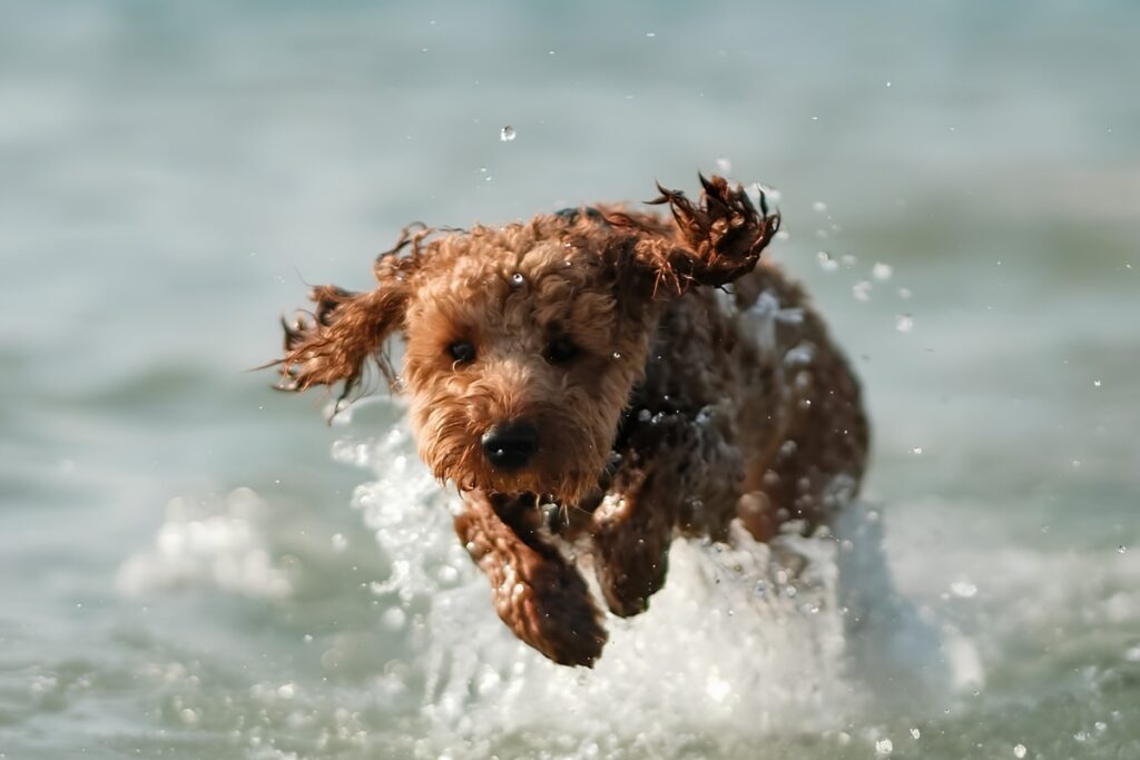Pet-friendly places in Dubai for dog owners