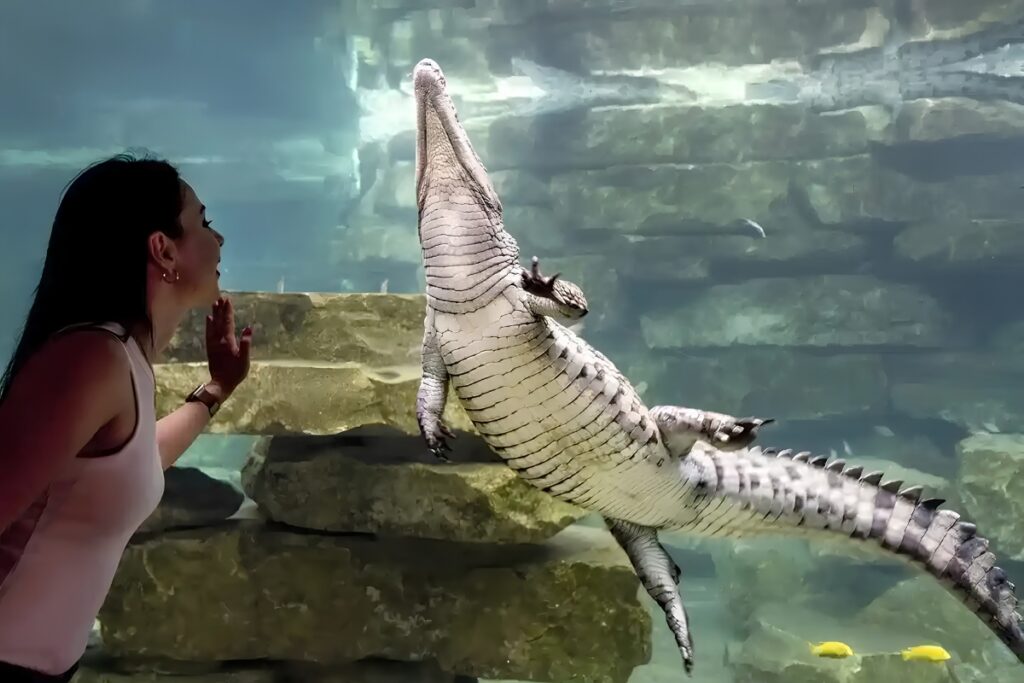 Nile crocodiles at Dubai Crocodile Park