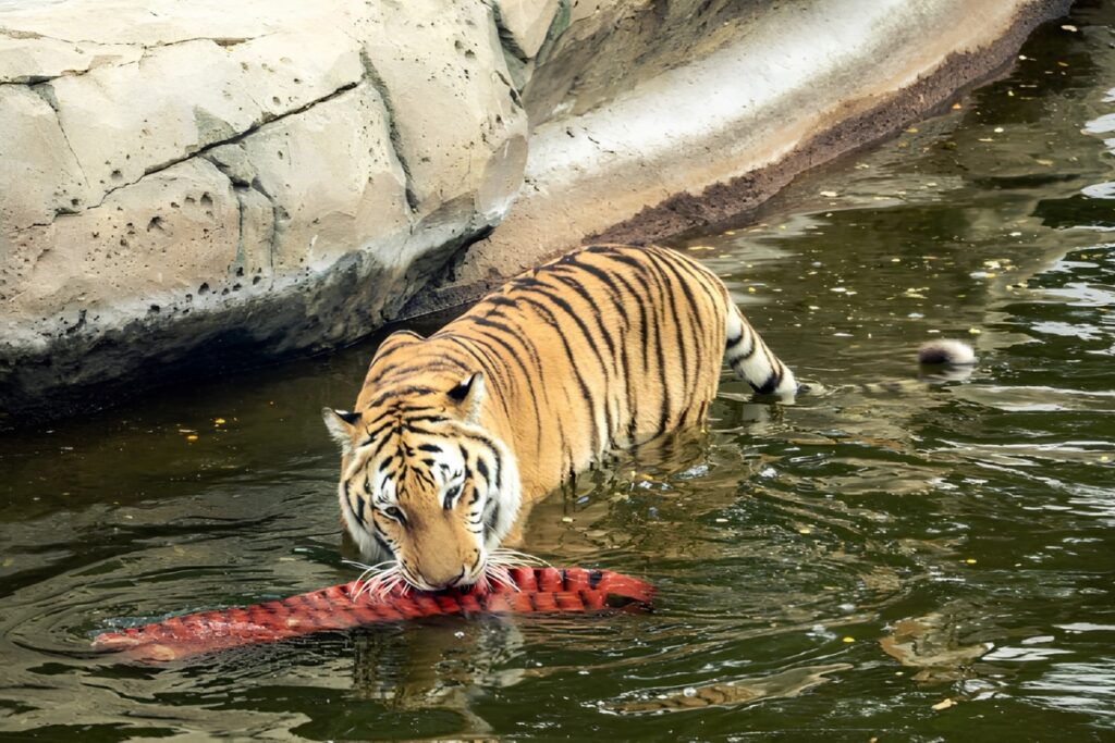 Best zoos and wildlife sanctuaries in Dubai
Dubai Safari Park wildlife attraction with animals and safari experiences