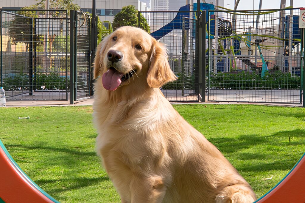 JLT Dog Park pet-friendly outdoor space in Dubai