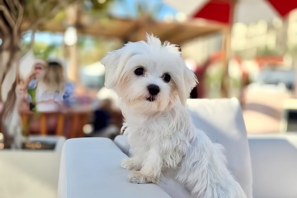 Dog-friendly walking area at Palm West Beach Dubai