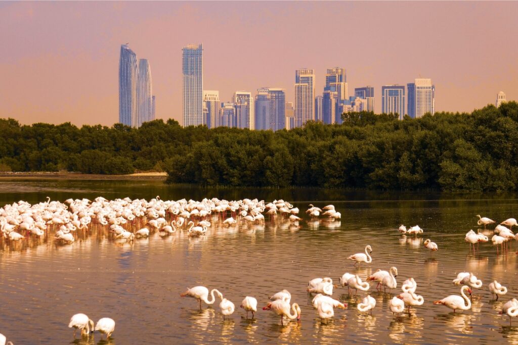 Flamingos at Ras Al Khor Wildlife Sanctuary Dubai