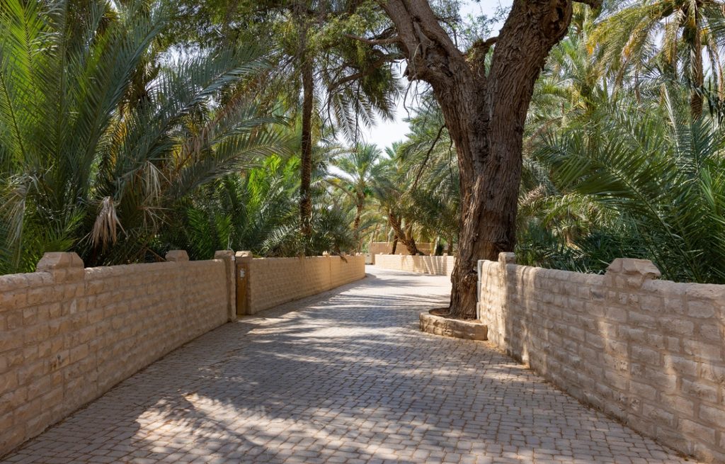Al Ain Oasis and date palm trees